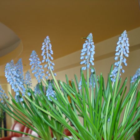 Muscari